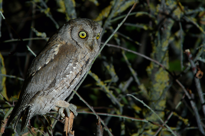 Assiolo in Digiscoping